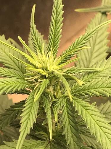 trainwreck_flowerstart1