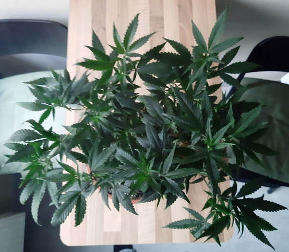 Growreport Bild 17