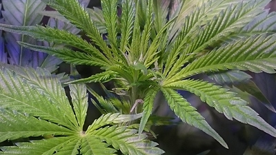 Growreport Bild 9