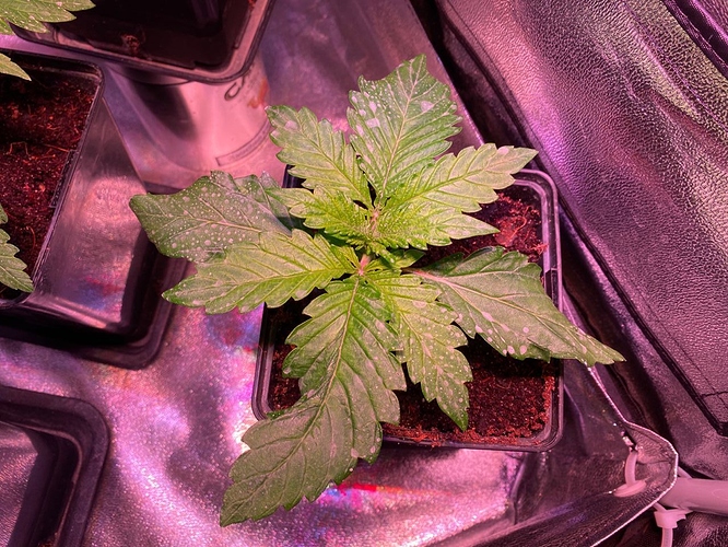 Growreport Bild 45
