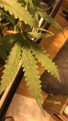 Growreport Bild 1