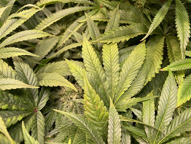Growreport Bild 4