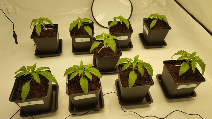 Growreport Bild 3