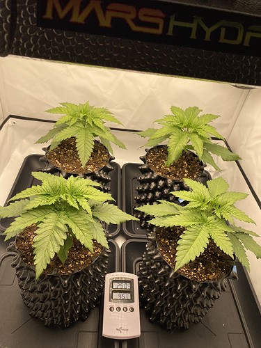 Growreport Bild 5