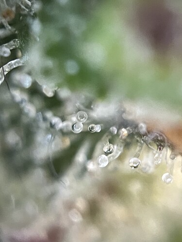 Growreport Bild 20