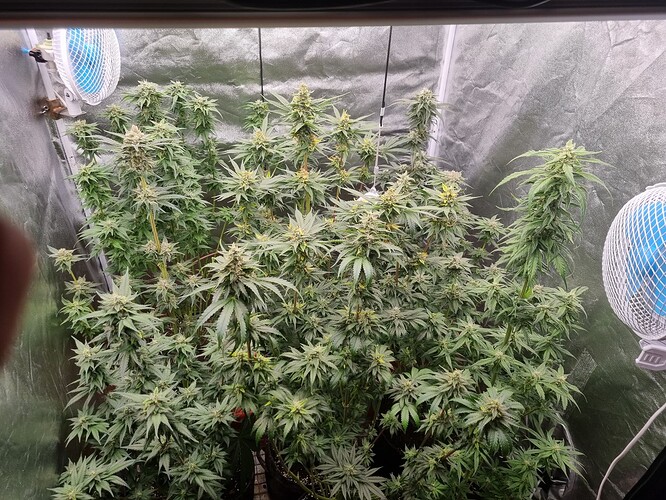 Growreport Bild 8