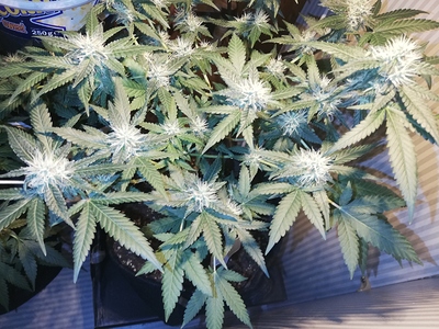Growreport Bild 1