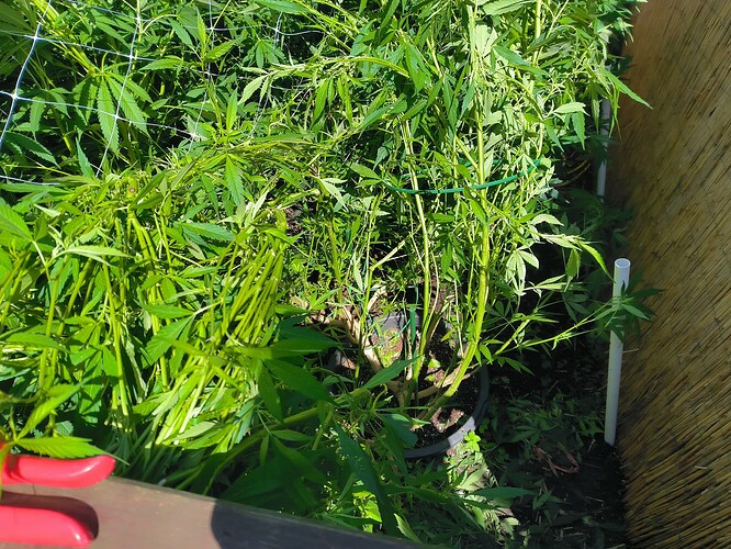 Growreport Bild 5