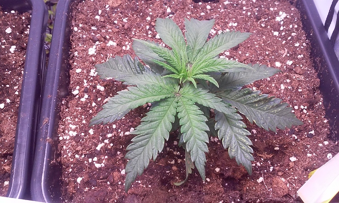 Growreport Bild 9