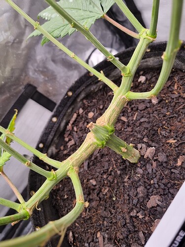 Growreport Bild 5