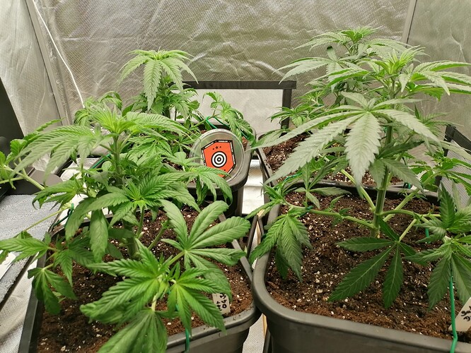 Growreport Bild 3