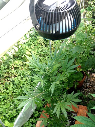 Growreport Bild 20