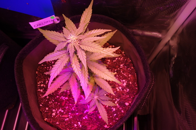 Growreport Bild 55