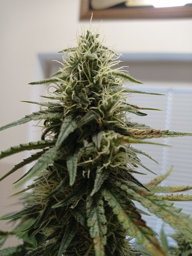 Growreport Bild 2