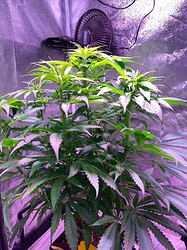 Growreport Bild 13