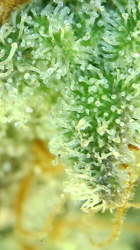 Growreport Bild 28
