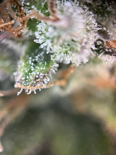 Growreport Bild 41