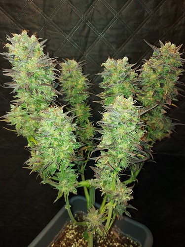 Growreport Bild 12
