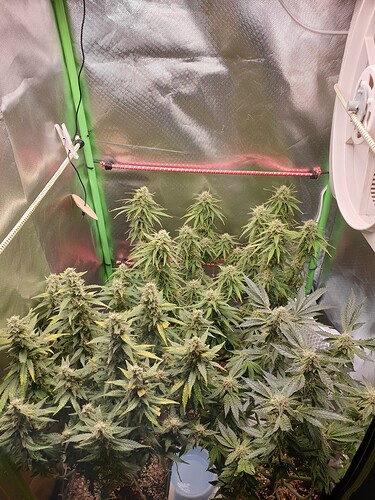 Growreport Bild 1