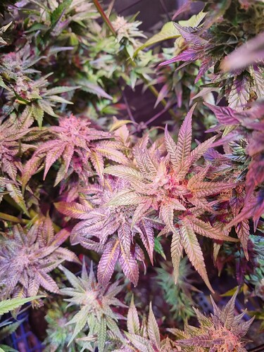 Growreport Bild 1