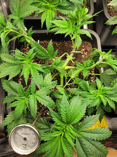 Growreport Bild 5