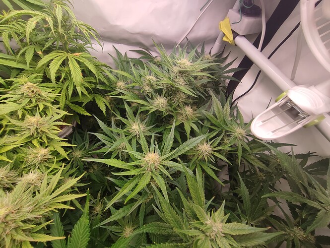 Growreport Bild 67