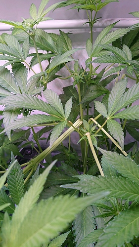 obscura1604344022616