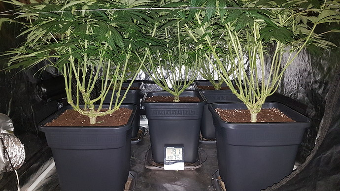 Growreport Bild 4