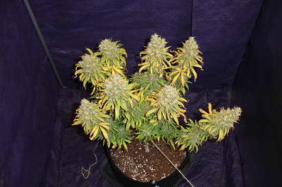 Growreport Bild 33