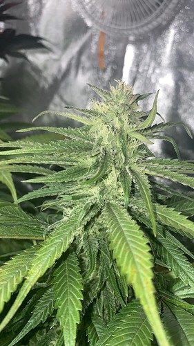 Growreport Bild 2