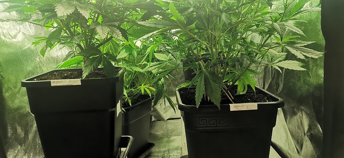 Growreport Bild 33