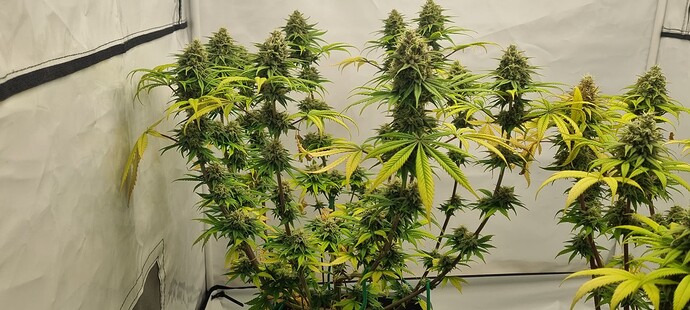 Growreport Bild 7