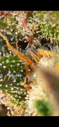 Growreport Bild 28