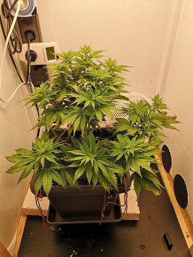 Growreport Bild 3