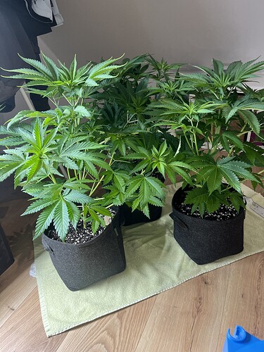 Growreport Bild 9