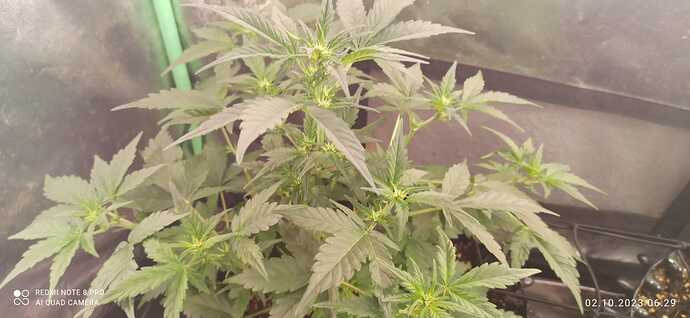 IMG-20231002-WA0003