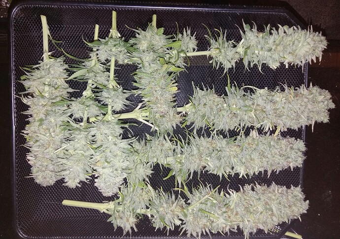 Growreport Bild 16