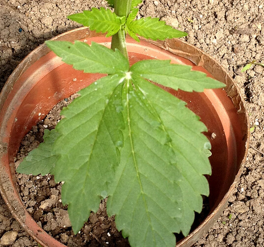Growreport Bild 32