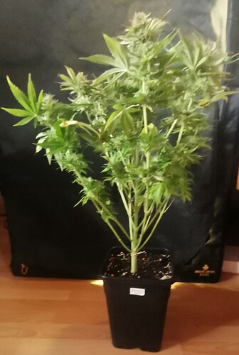 Growreport Bild 13