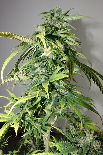 Growreport Bild 4