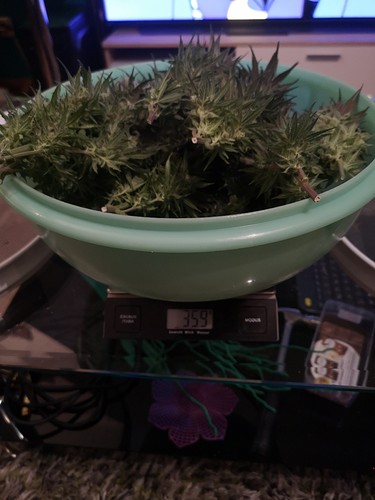Growreport Bild 7