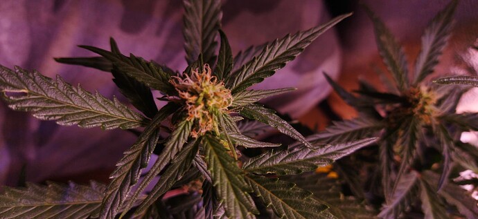 Growreport Bild 75
