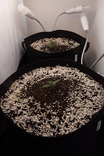 Growreport Bild 13