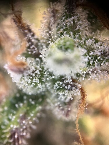 Growreport Bild 24