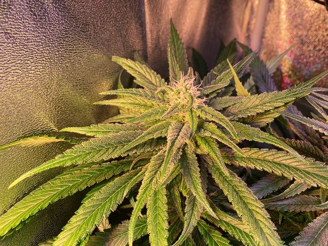 Growreport Bild 2