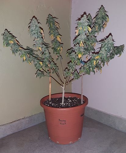 Growreport Bild 1