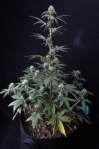 Growreport Bild 5