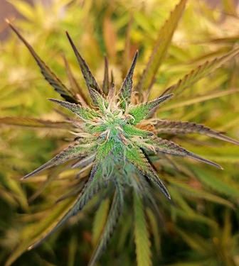 Growreport Bild 1