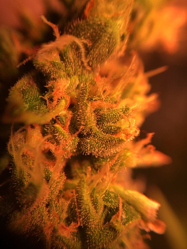 Growreport Bild 8
