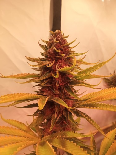 Growreport Bild 22